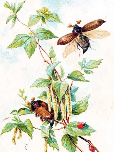 FRÖLICHE PFINGSTEN  